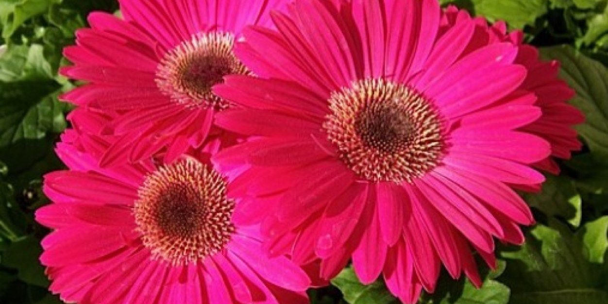 Tracey Flitton banner