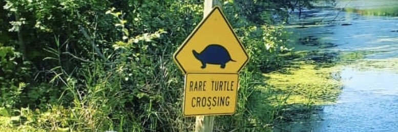 turtleertl's profile banner image