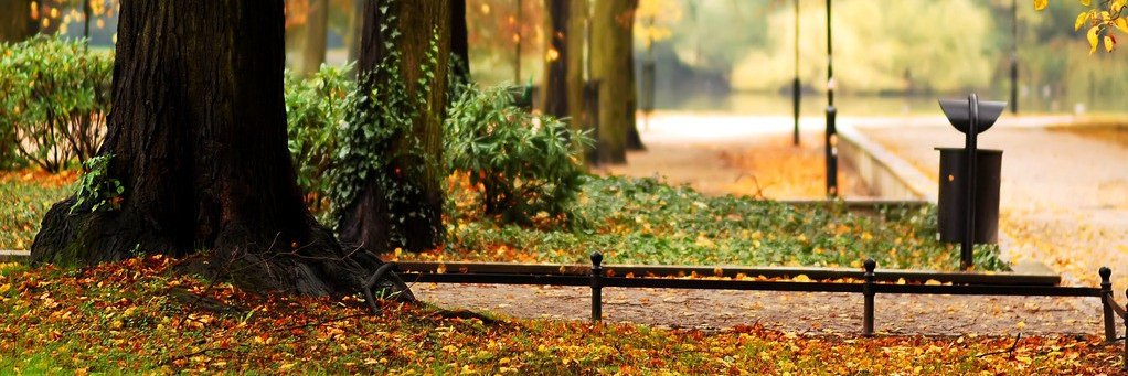 pigbu(💙,🧡)(🌸, 🌿).lens banner