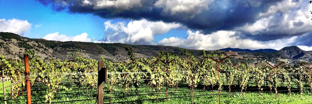 saddlebackwine's profile banner image