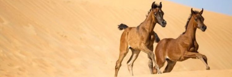 سعود الرويس banner