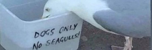 lilliankking Profile Banner