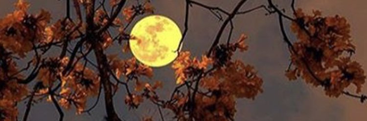 Barbonica's profile banner image
