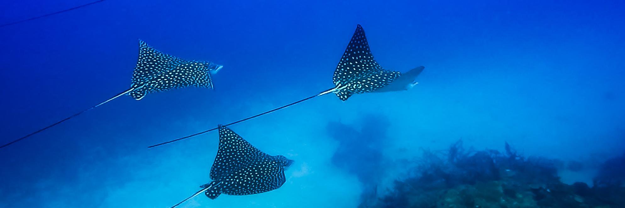 DeeferDiving's profile banner image