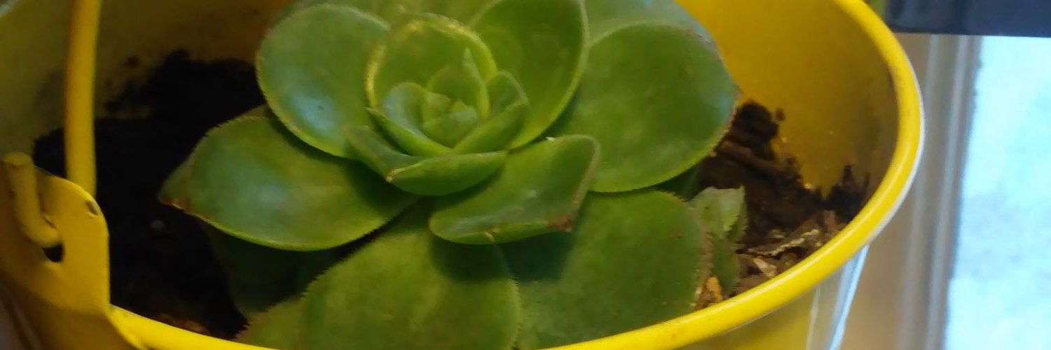 Paradingo2's profile banner image