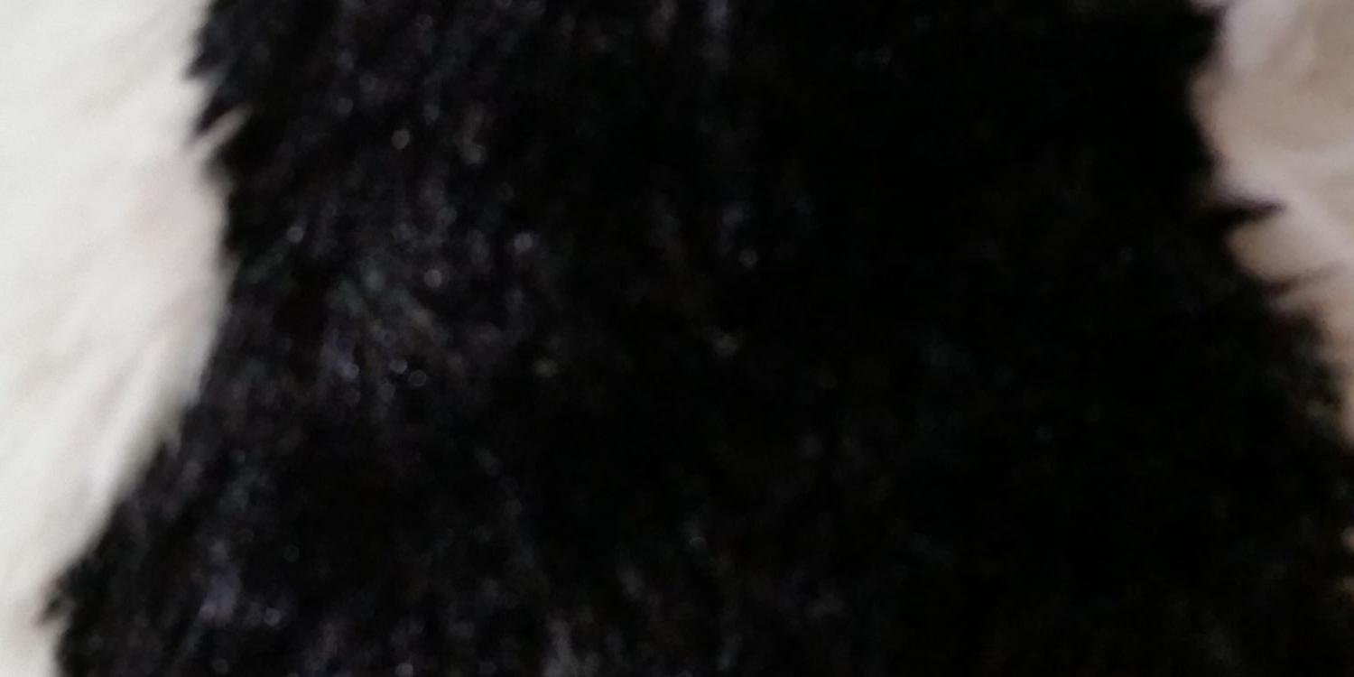 MyCowBunny's profile banner image