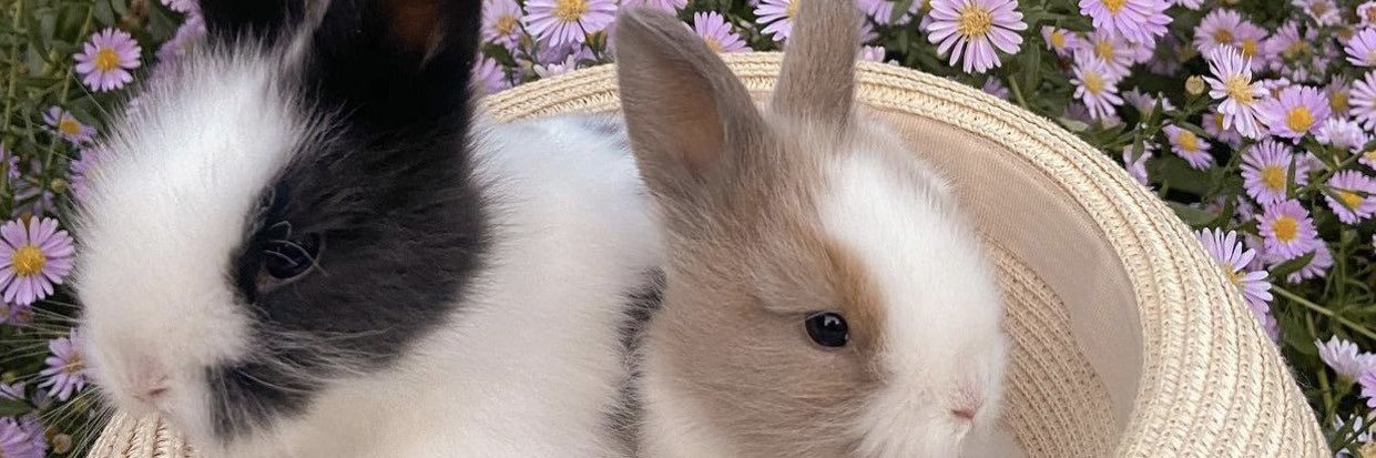 cloudynightE's profile banner image