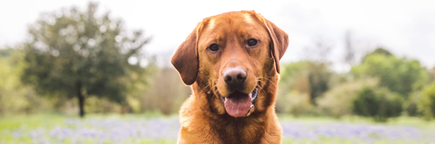 JacksonGoldberg's profile banner image