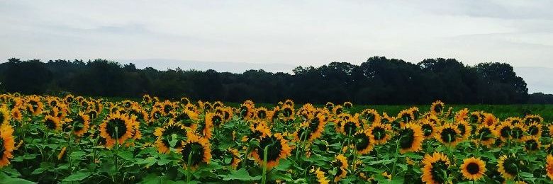 nikkmorg's profile banner image