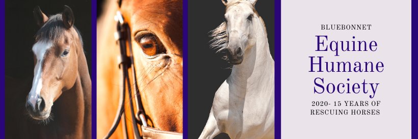 bluebonnetehs's profile banner image