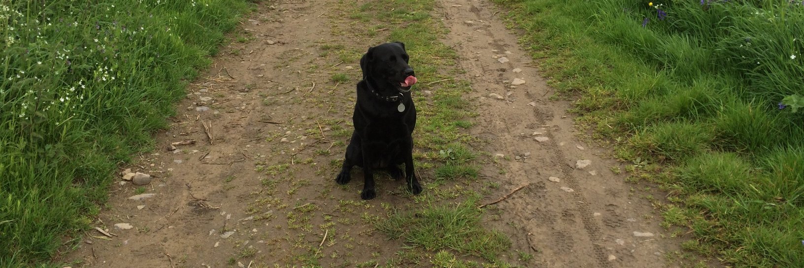 Captain Keg the Puffin man banner