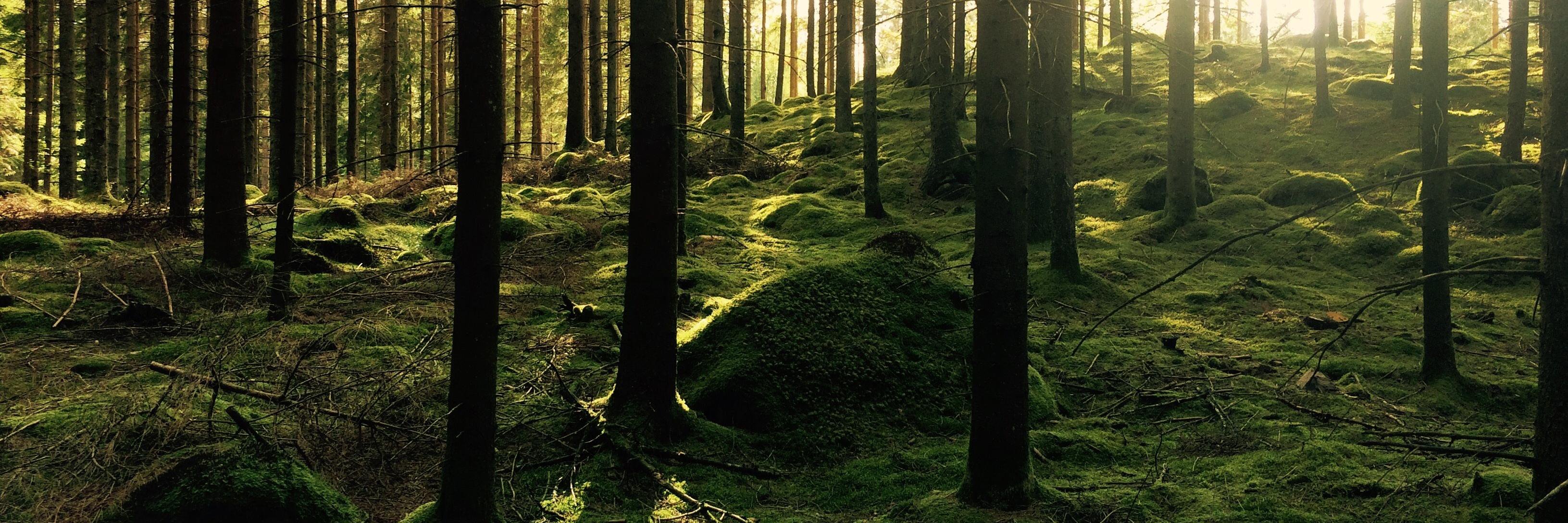 WanderingDemian's profile banner image