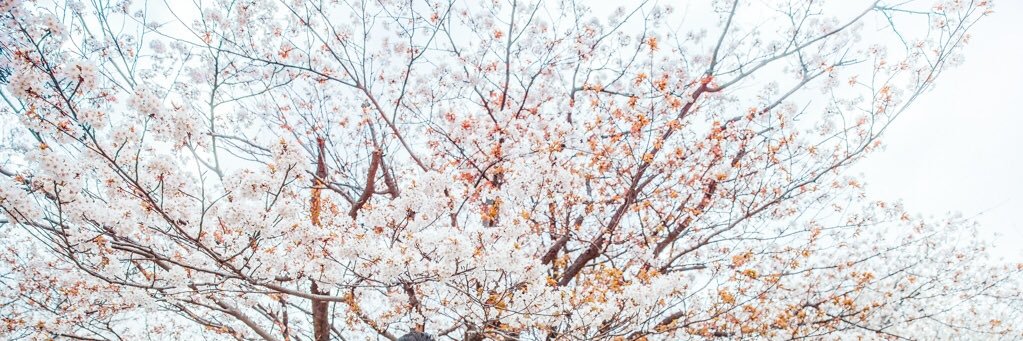 kir0ku's profile banner image