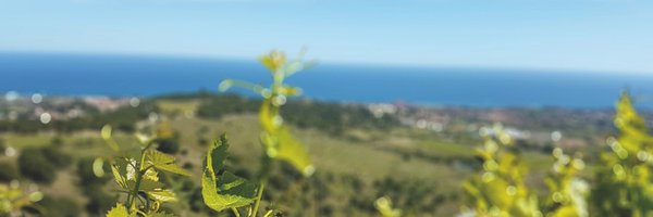 terrapansablanc Profile Banner