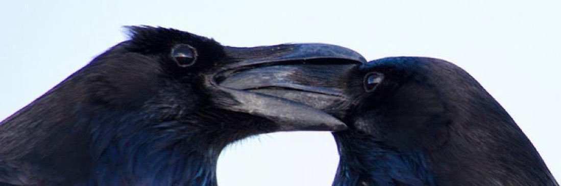scxledback's profile banner image
