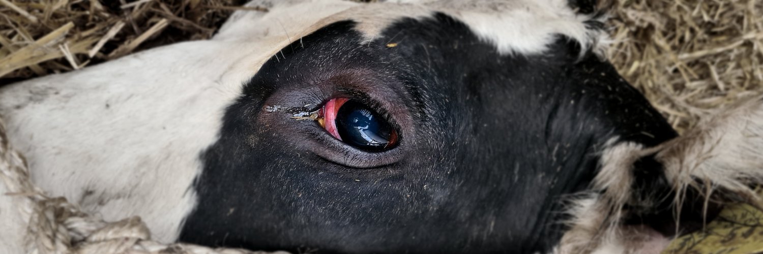 Animal Equality Germany banner