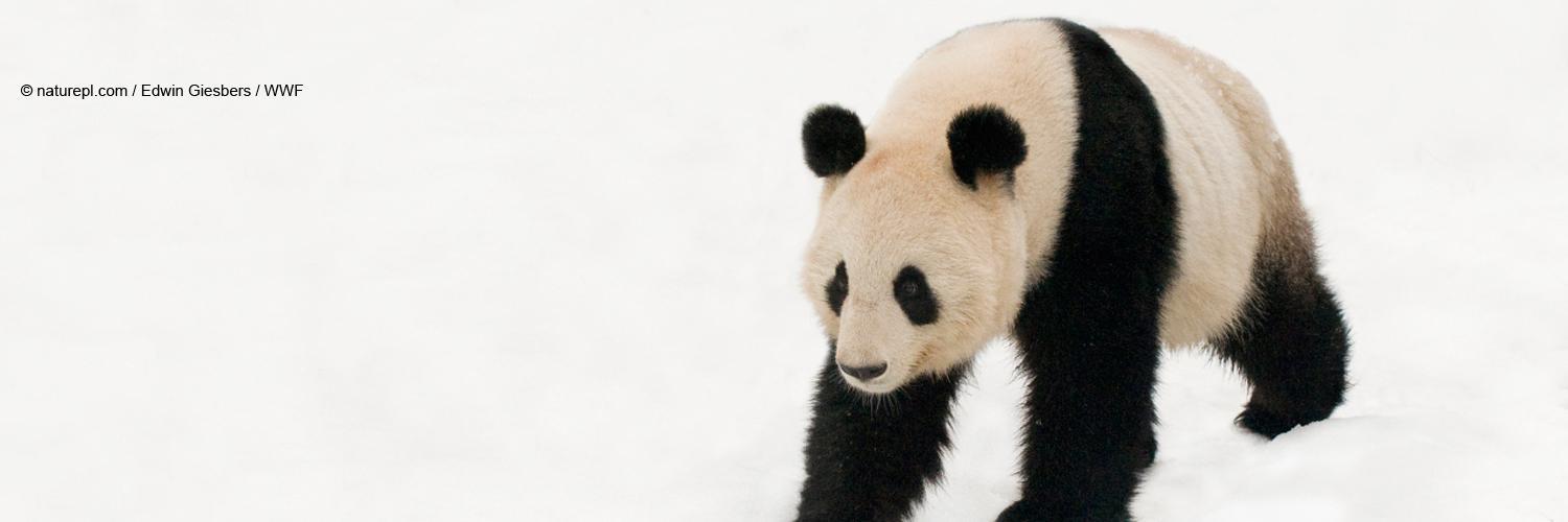 WWF_Jobs's profile banner image