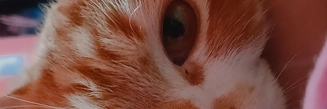 AlfianiDS26's profile banner image