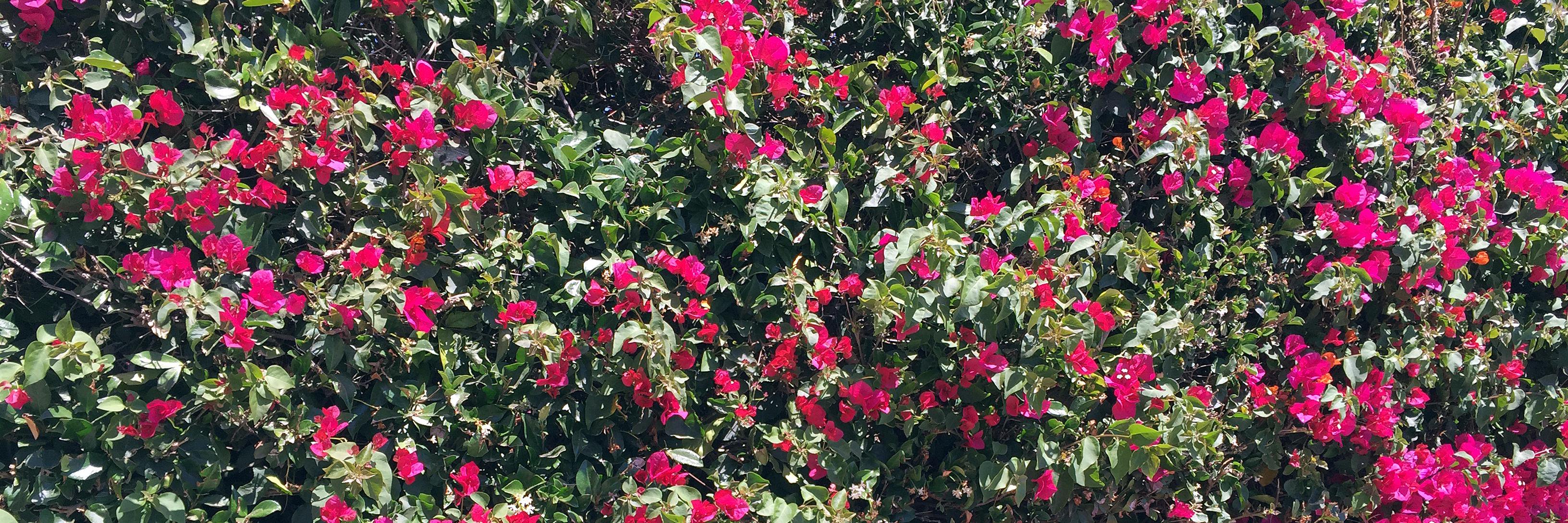 FDE_Flowers's profile banner image