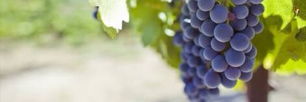 JansenDaniela Profile Banner