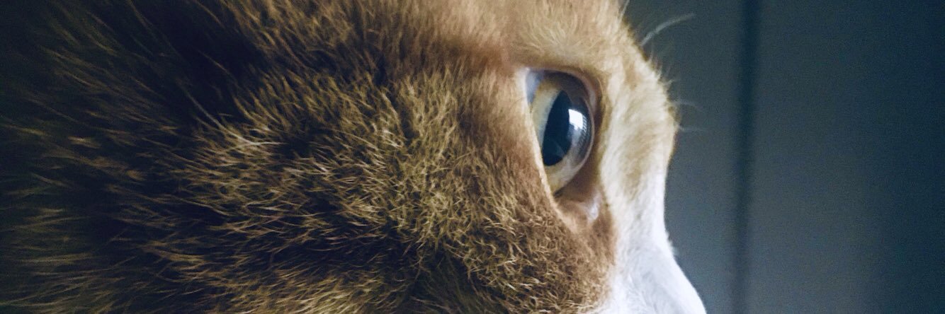 madiseo's profile banner image