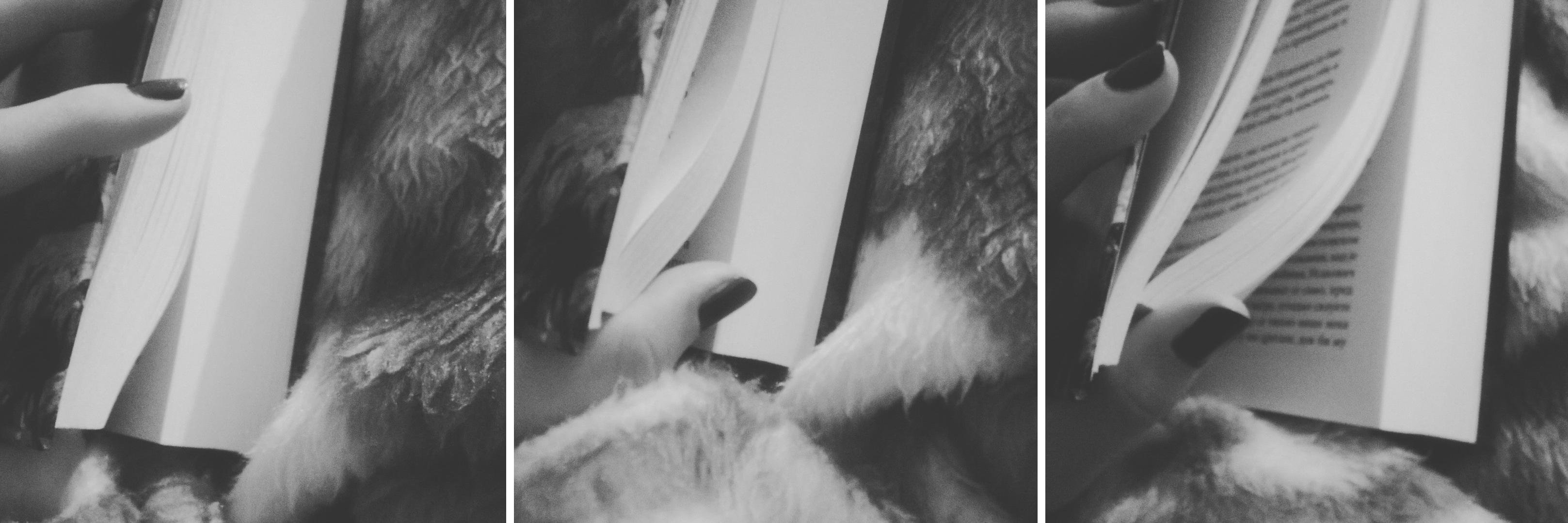Cveshtica's profile banner image