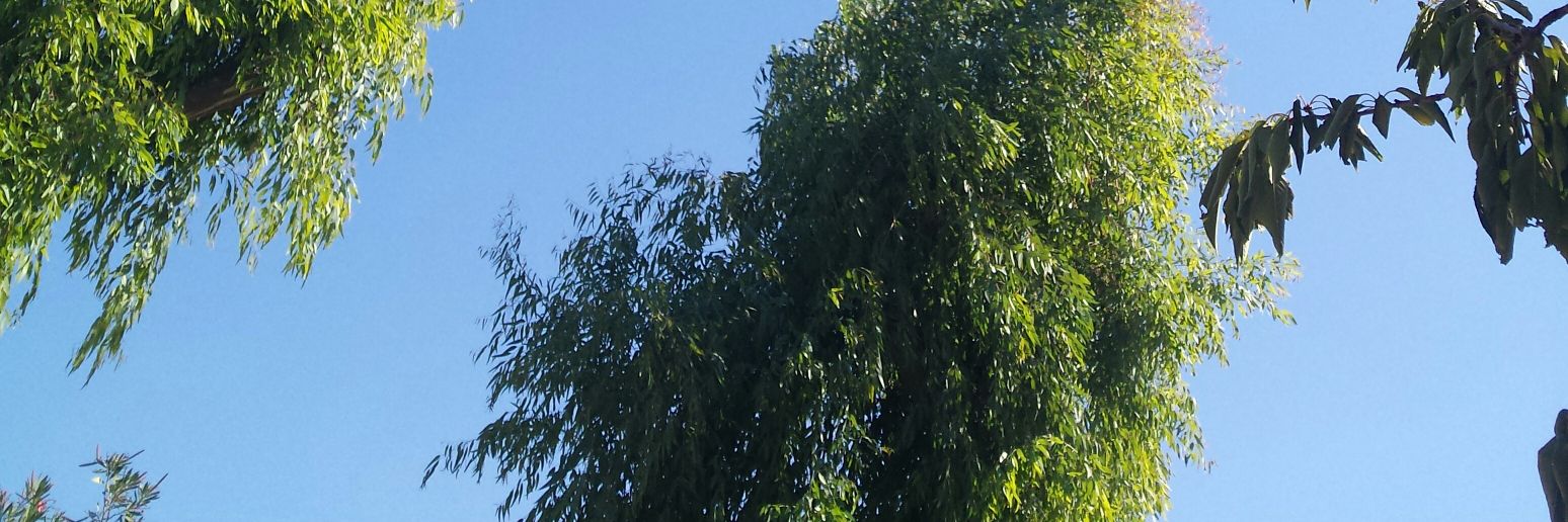 Luisa Cotta Ramusino banner
