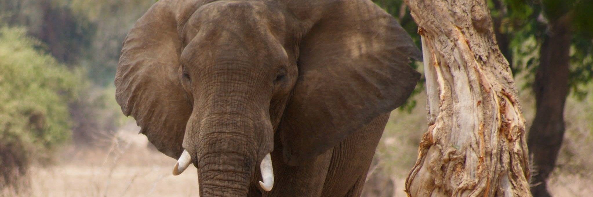 Andries van Tonder banner