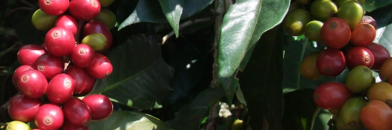CoffeeConcept's profile banner image