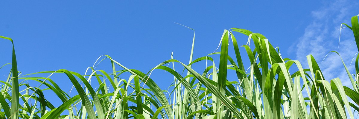 Florida Crystals banner