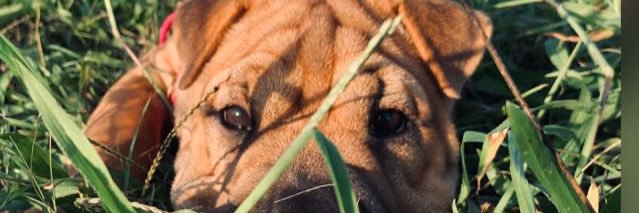 Queenss___'s profile banner image