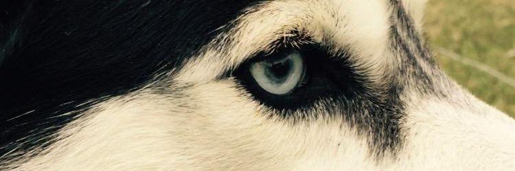 K9derbychic's profile banner image