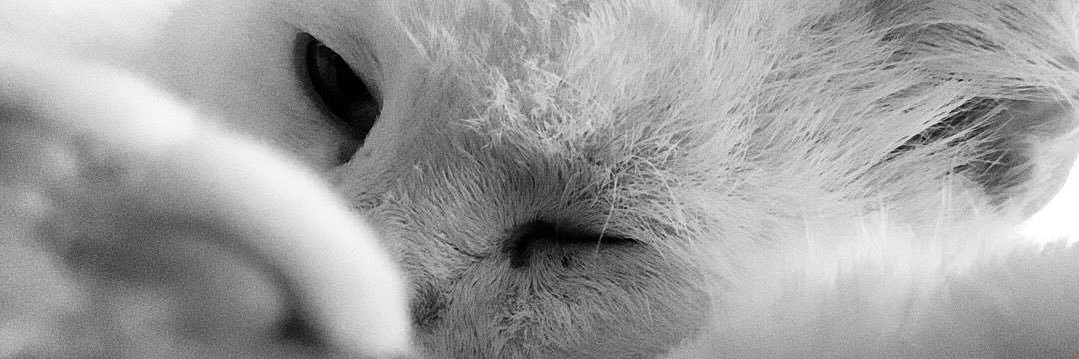 Rafal's profile banner image