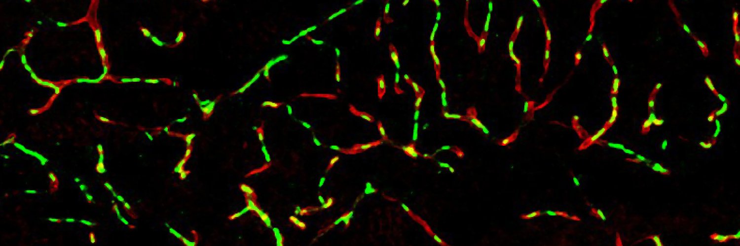 Catarina Ferreira, PhD banner