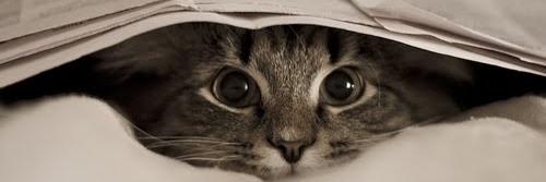 francamonferini's profile banner image