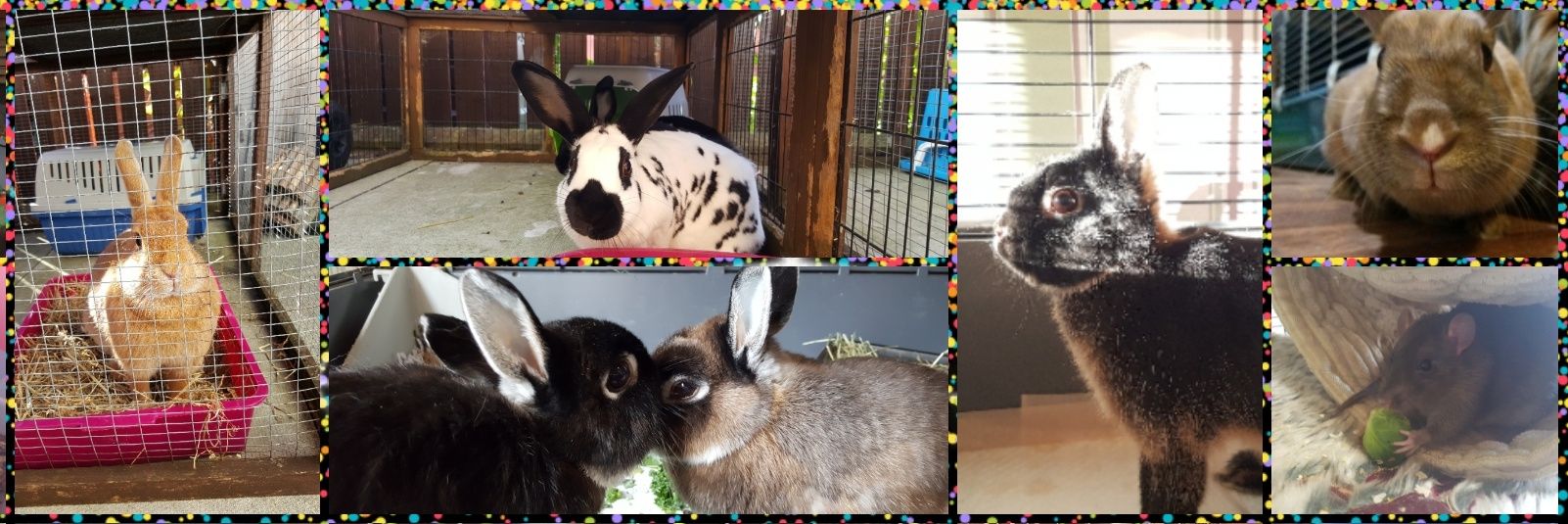 Inglebybunny's profile banner image