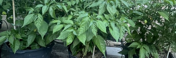 MattBeaman Profile Banner