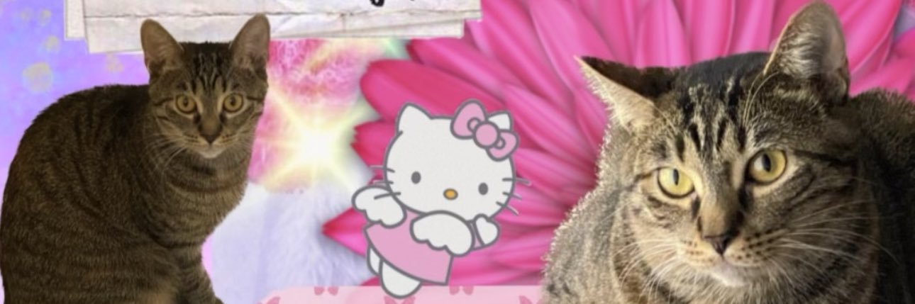 dianaxoh's profile banner image
