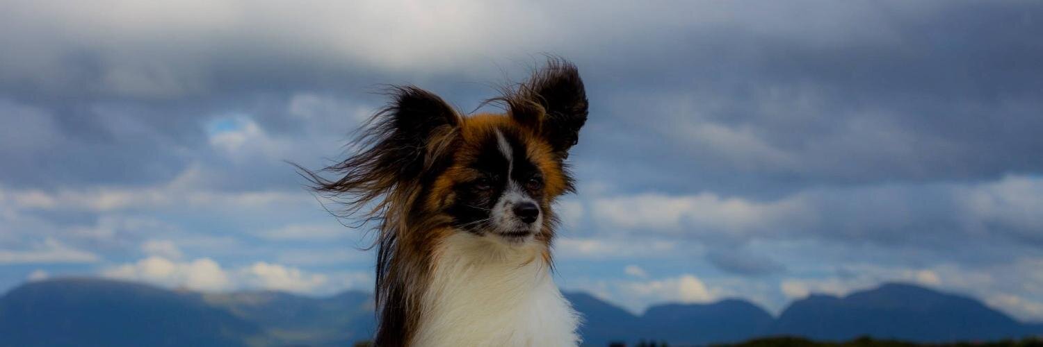 IAWJ's profile banner image