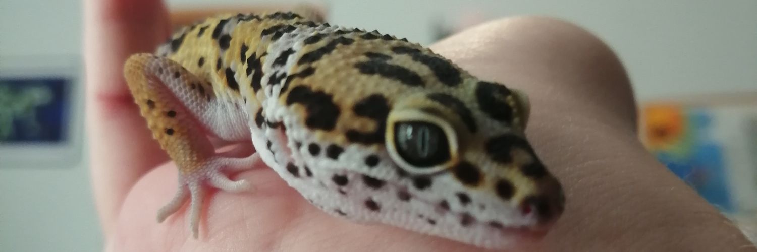 megabbones's profile banner image
