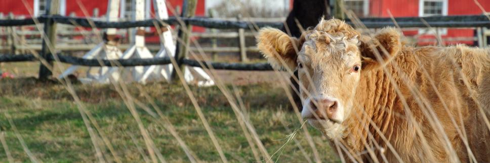 annapolisvalleychmbr banner