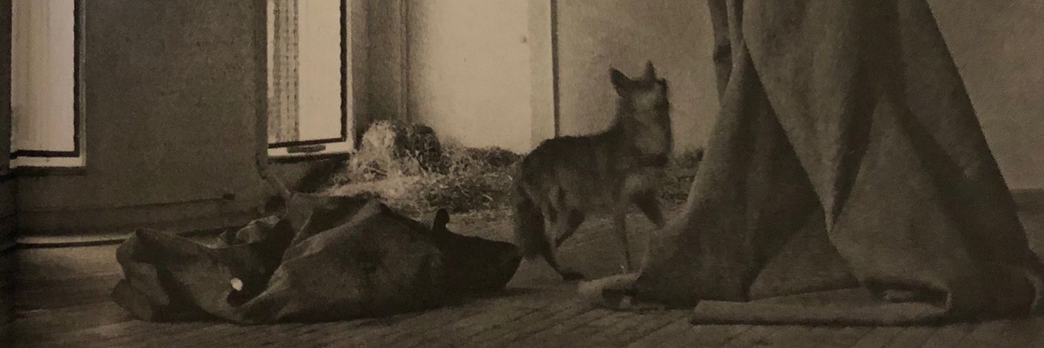 JosephBeuys64's profile banner image