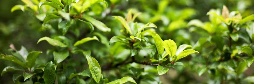 Leo Martínez banner