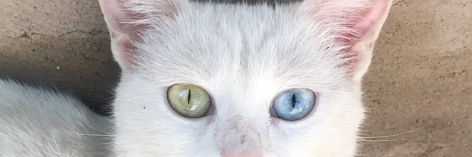 xsxrxly's profile banner image
