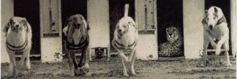 Jackson Gillis banner