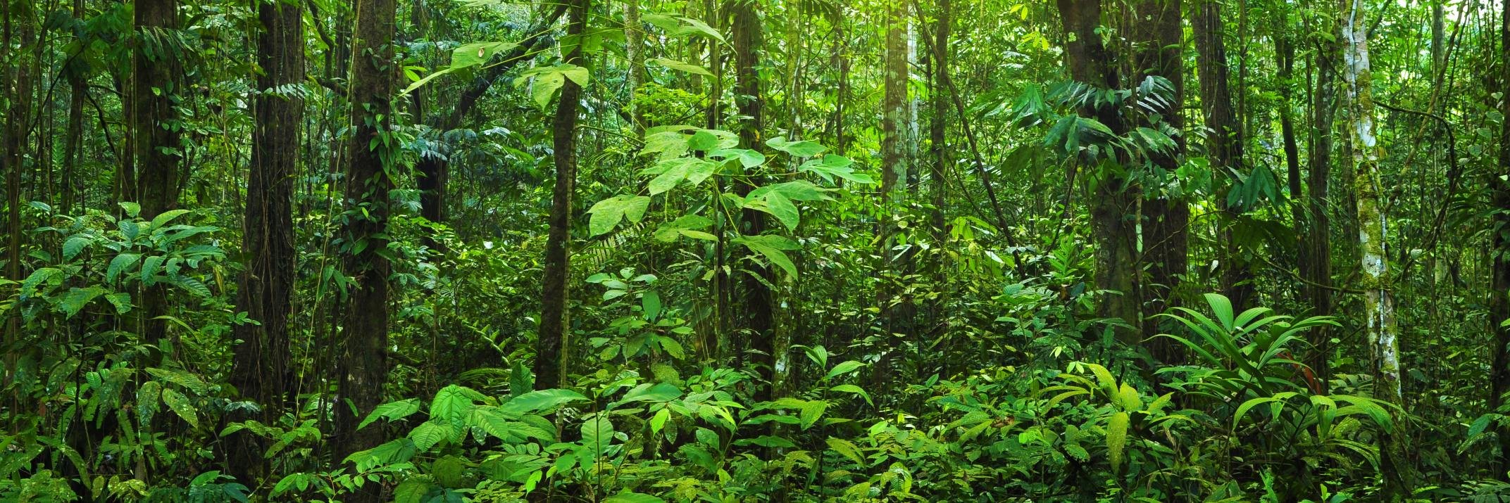 Michigan Invasives banner