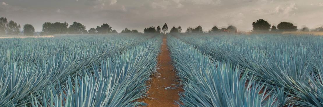 AltosTequila's profile banner image