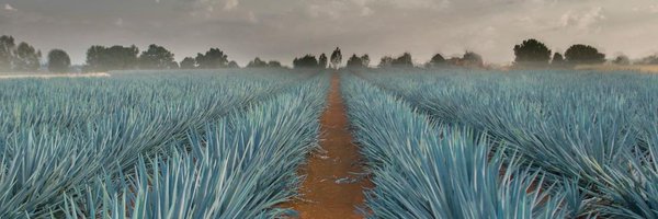 AltosTequila Profile Banner