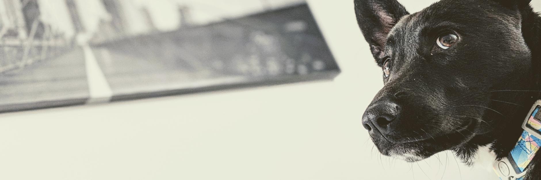 flankrin's profile banner image