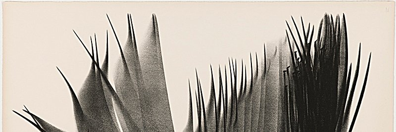 zoevnb's profile banner image